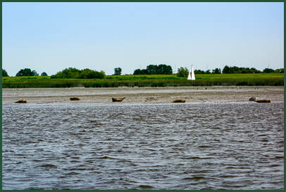Robben in der Elbe